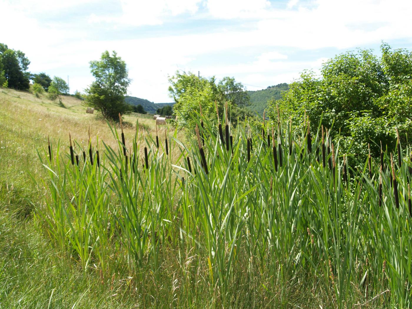 Reedmace, Greater plant